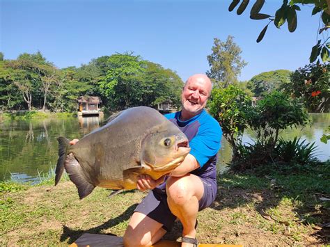 Red Bellied Pacu (Piaractus brachypomus) - Dreamlake Fishing Thailand