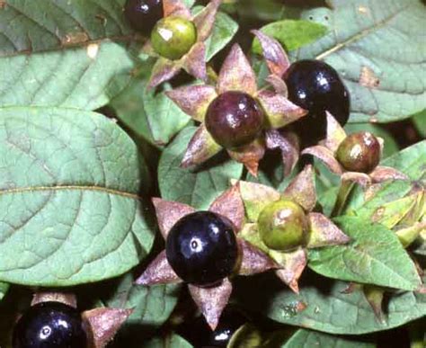 Atropa belladonna, Güzelavrat otu - agaclar.net