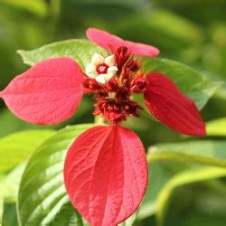 Buy Mussaenda Red Plant - Mussaenda Erythrophylla online at best price