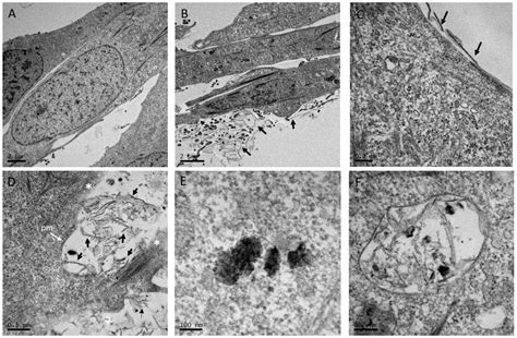The Potentiating Effect of Graphene Oxide on the Arylhydrocarbon ...