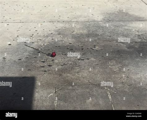 Rose concrete hi-res stock photography and images - Alamy