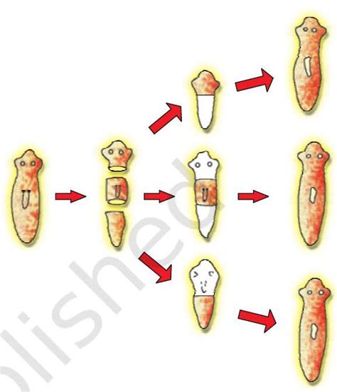 SATHEE: How do Organisms Reproduce?