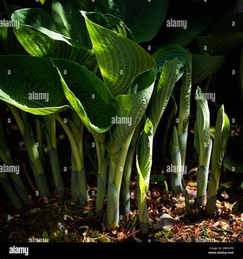 Young unfurling leaf shoots of the Blue Hosta (Hosta sieboldiana) in ...
