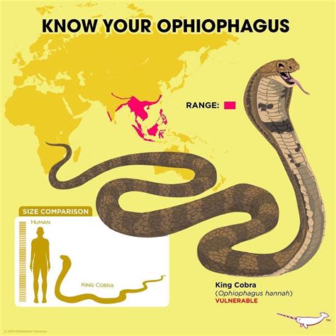 King Cobra Facts For Kids Fun Facts About Kind Cobras