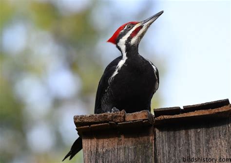Ivory-billed Woodpecker: The Legendary Ghost Bird of America