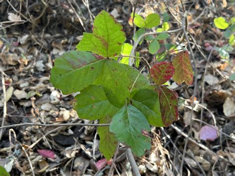 How to Identify Poison Oak Throughout its Life Cycle – Santa Lucia ...