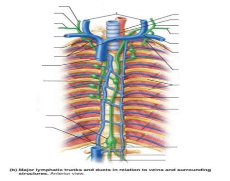 Image result for Lymph Trunk Function