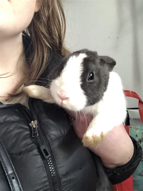 I found a lil bunbun in my front yard! Help! How do I take care of him? [More in Comments] : r ...