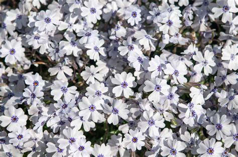 Creeping Phlox: Plant Care & Growing Guide