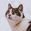 Image result for Scanner iComputer