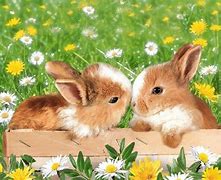 Image result for Flower Bunny Art