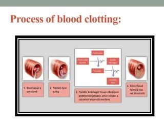 Process of Blood Clotting 的图像结果