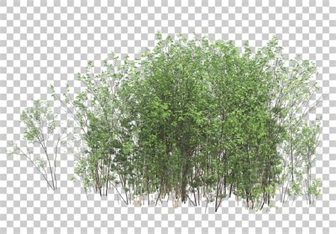 Green plants with transparent background 3d rendering illustration ...