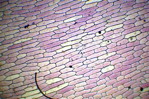 Cell Structure Under Microscope 的图像结果