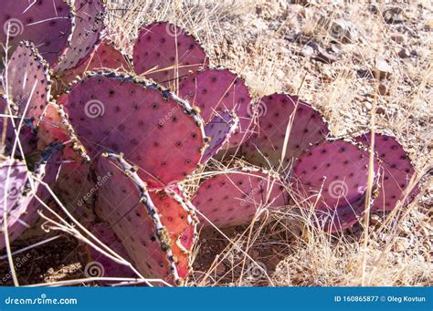 Opuntia Macrocentra, Purple Prickly Pear Cactus Stock Image - Image of ...