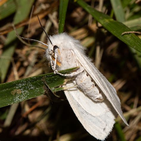 About Virginian Tiger Moth - Maryland Biodiversity Project
