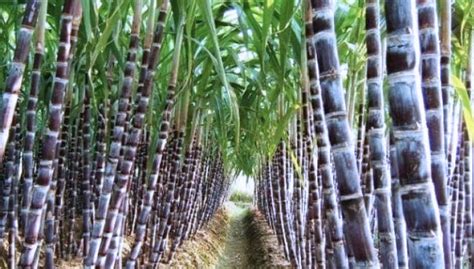 manfaat air akar tebu hitam