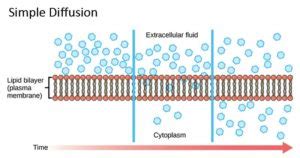 Simple diffusion- Definition, principle, examples, applications