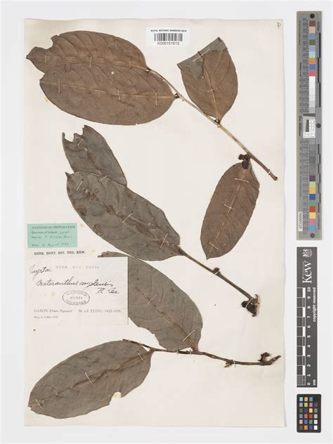 Crateranthus congolensis Lecomte | Plants of the World Online | Kew Science