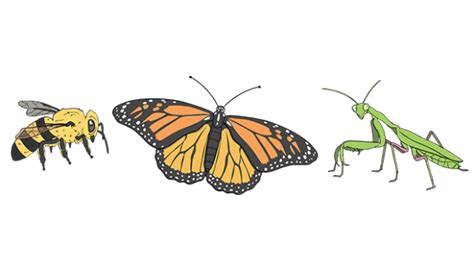 ¿Qué son los Animales Invertebrados? - Twinkl