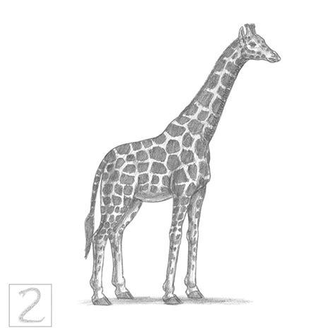 Graphite Pencil Drawing Tutorials of Animals 的图像结果