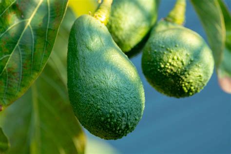 How to Plant and Grow Avocados - Harvest to Table