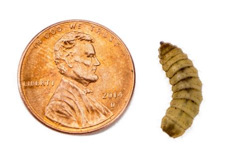 Buy Josh's Frogs Black Soldier Fly Larvae (Large) Online at desertcart ...