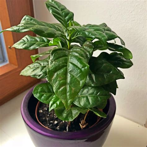 The Benefits Of Growing Coffee Bean Plants In 2023 - PSE