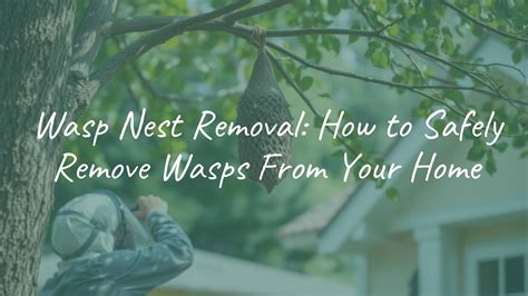 Wasp Nest Removal: How to Safely Remove Wasps From Your Home