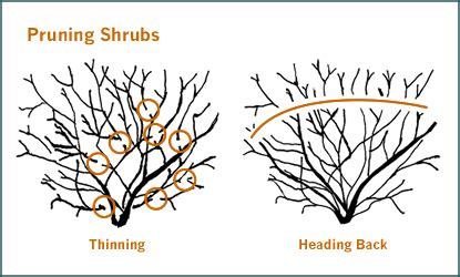 Image result for Step Cut Pruning