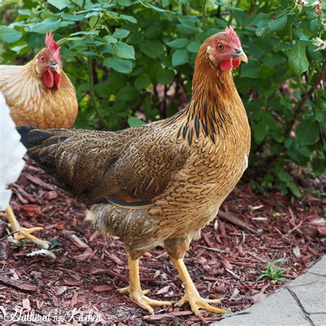 Starlight Green Egger - Koops Coops