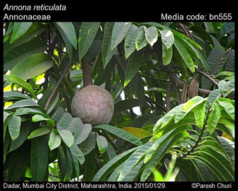 Annona reticulata | Butterfly