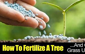 Image result for fertilize