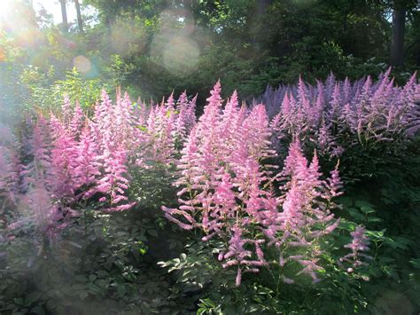 How to Successfully Grow Astilbe: A Field Guide to Planting, Care, and ...
