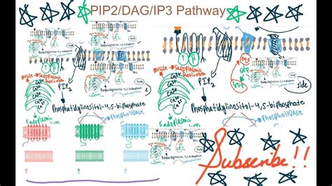 Image result for PIP2 Signaling Pathway