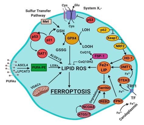 Ferroptosis in Liver Diseases: An Overview