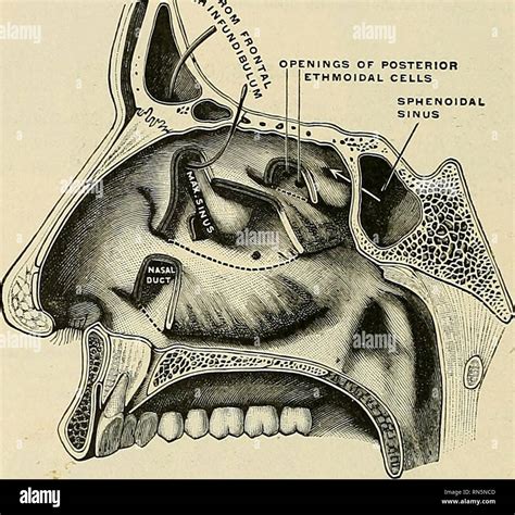 Vestibule nasal hi-res stock photography and images - Alamy