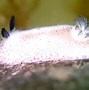Image result for Sea Bunnies