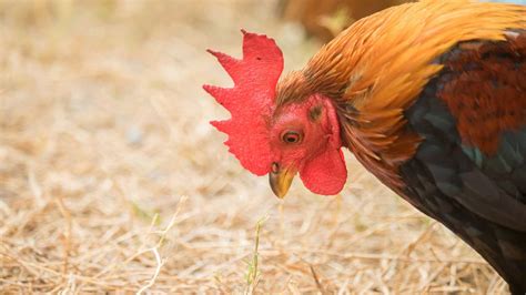 Coccidiosis in Chickens - Signs, Symptoms and Treatment - Dine-A-Chook