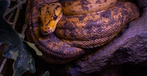 Python Snake Script 的图像结果