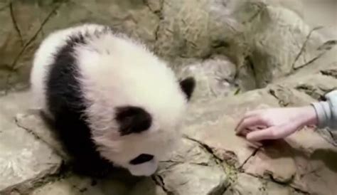 外国人这么喜欢大熊猫，为什么还要将新出生的熊猫幼崽送回我国？