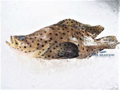 Barramundi Cod 老鼠斑 ⋆ Aiklee Seafood