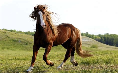 小马驹和马图片-野外的马和小马驹素材-高清图片-摄影照片-寻图免费打包下载