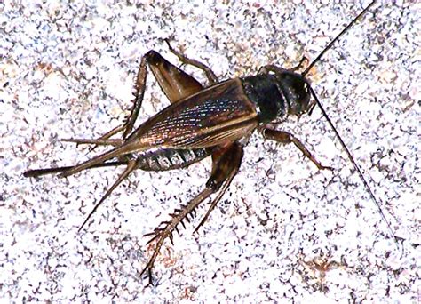 Mormon Crickets 的图像结果