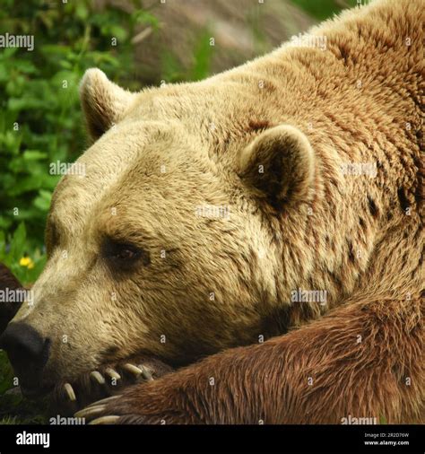"European Brown Bears", "Port Lympne", "Kent", "Wildlife Park", "Animal ...