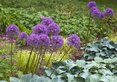 Flowers Types Purple | Best Flower Site
