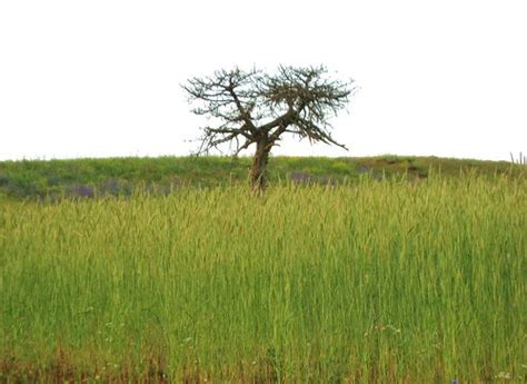 Ağaç Resimleri (3. Katalog) - Sayfa 102