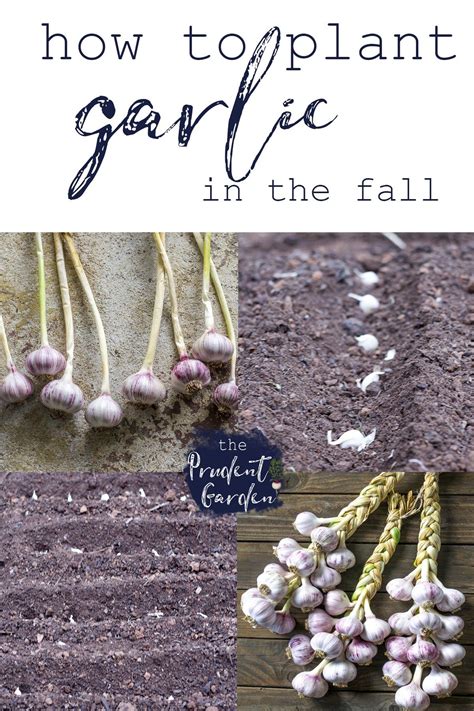 How to Plant Garlic | Planting garlic, Growing garlic, Plants