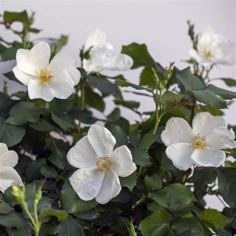 White Knock Out® Rose | Plant Addicts