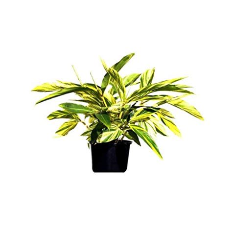 Mphmi Nursery Delhi NCR Alpinia Purpurata Variegated Ginger Plant ...